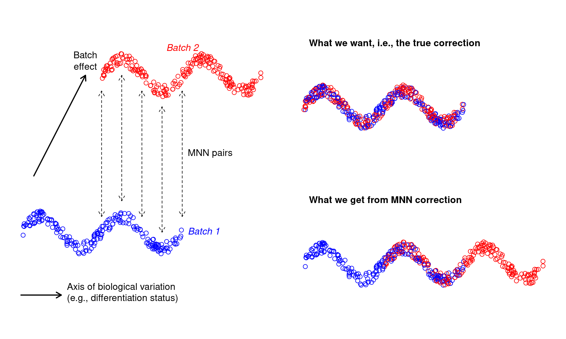 Diagram of MNN correction when the batch effect is confounded with biological variation.